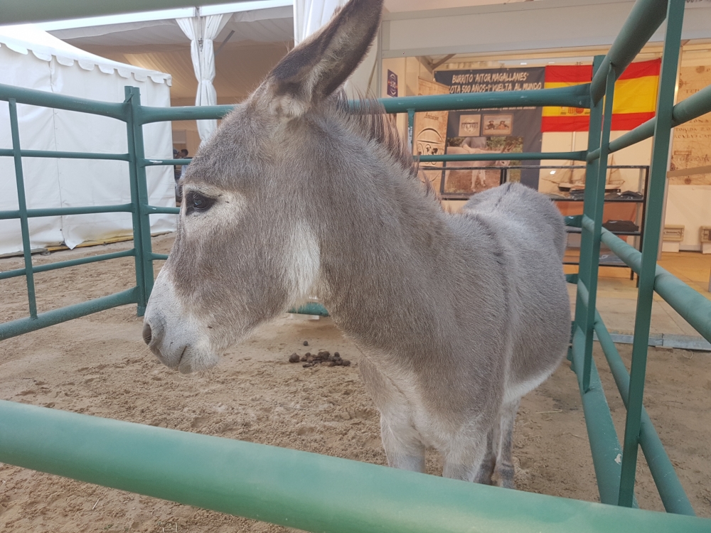 Festival Internacional del Burro